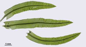 Attēlu rezultāti vaicājumam “Atrichum undulatum”