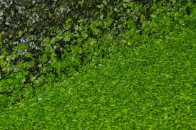 Attēlu rezultāti vaicājumam “Lemnaceae”