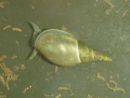 Attēlu rezultāti vaicājumam “Lymnaea stagnalis”