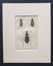 Attēlu rezultāti vaicājumam “Carabus clathratus”