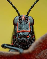 Attēlu rezultāti vaicājumam “Acantholyda erythrocephala”