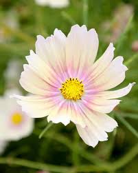 Image result for Schmuckkörbchen