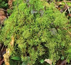 Attēlu rezultāti vaicājumam “Rhytidiadelphus subpinnatus sporophyte”