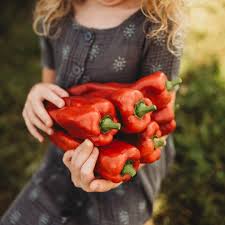 Afbeeldingsresultaat voor giant 3 sweet pepper