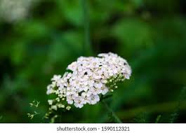 Attēlu rezultāti vaicājumam “Achillea salicifolia flower”