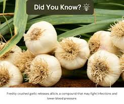 Attēlu rezultāti vaicājumam “Allium sativum fruit”