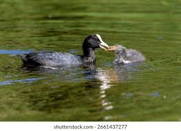 Attēlu rezultāti vaicājumam “Fulica atra adult”