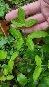 Attēlu rezultāti vaicājumam “Laserpitium latifolium leaf”