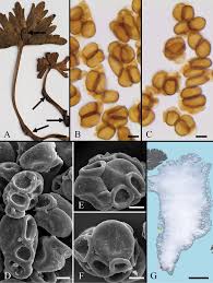 Attēlu rezultāti vaicājumam “Craterium minutum cf. var. brunneum spores”