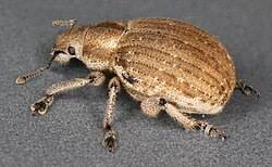 Attēlu rezultāti vaicājumam “Philopedon plagiatum”