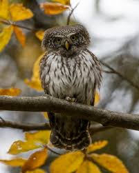 Attēlu rezultāti vaicājumam “Glaucidium passerinum”