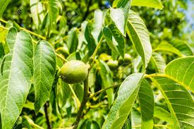 Attēlu rezultāti vaicājumam “Juglans regia fruit”