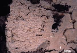 Attēlu rezultāti vaicājumam “Antrodia xantha”