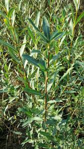 Attēlu rezultāti vaicājumam “Salix purpurea”