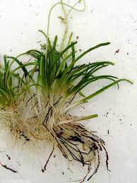 Attēlu rezultāti vaicājumam “Lobelia dortmanna flower”