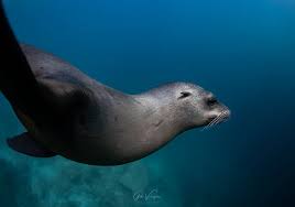 Image result for Zalophus californianus