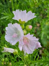 Image result for Malva moschata alba