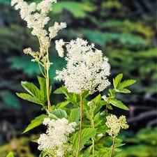 Attēlu rezultāti vaicājumam “Filipendula ulmaria  flower”