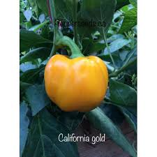 Afbeeldingsresultaat voor californian wonder golden sweet pepper
