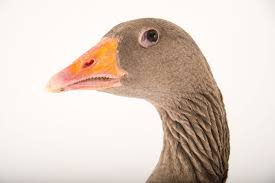 Attēlu rezultāti vaicājumam “Anser anser”