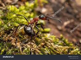 Attēlu rezultāti vaicājumam “Formica rufa imago”