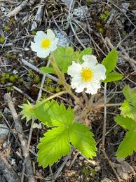 Image result for Fragaria vesca