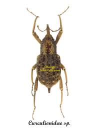 Attēlu rezultāti vaicājumam “Curculionidae”