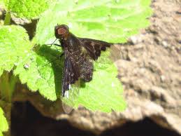 Attēlu rezultāti vaicājumam “Hemipenthes morio”