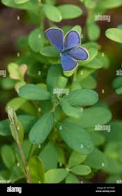 Attēlu rezultāti vaicājumam “Vacciniina optilete underside”