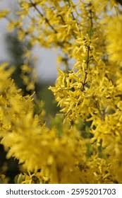 Attēlu rezultāti vaicājumam “Forsythia viridissima”