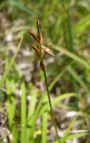 Attēlu rezultāti vaicājumam “Carex pulicaris”