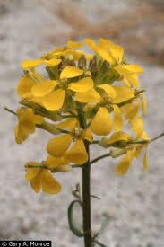 Attēlu rezultāti vaicājumam “Erysimum hieracifolium flower”