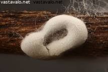 Attēlu rezultāti vaicājumam “Didymium difforme”