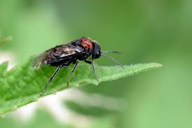 Attēlu rezultāti vaicājumam “Eriocampa ovata”