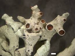 Attēlu rezultāti vaicājumam “Hypogymnia tubulosa”