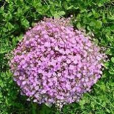 Attēlu rezultāti vaicājumam “Gypsophila muralis flower”