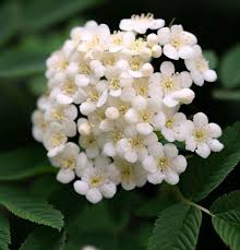 Attēlu rezultāti vaicājumam “Sorbus aucuparia flower”