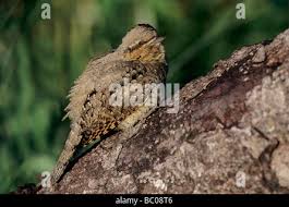 Attēlu rezultāti vaicājumam “Jynx torquilla adult”