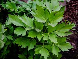 Attēlu rezultāti vaicājumam “Levisticum officinale leaf”