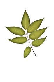 Attēlu rezultāti vaicājumam “Phellodendron amurense leaf”