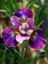 Attēlu rezultāti vaicājumam “Iris sibirica flower”
