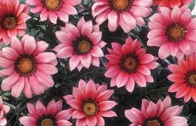 Image result for Gazanien