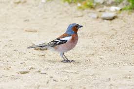 Attēlu rezultāti vaicājumam “Fringilla coelebs male”