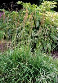 Attēlu rezultāti vaicājumam “Brachypodium pinnatum”