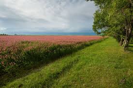 Attēlu rezultāti vaicājumam “Onobrychis arenaria fruit”