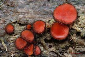 Attēlu rezultāti vaicājumam “Scutellinia scutellata”