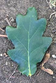 Attēlu rezultāti vaicājumam “Quercus robur leaf”