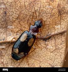 Attēlu rezultāti vaicājumam “Dromius quadrimaculatus”