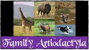 Attēlu rezultāti vaicājumam “Artiodactyla”