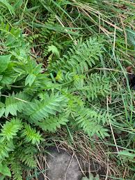 Attēlu rezultāti vaicājumam “Polemonium caeruleum bud”